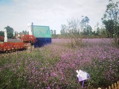 -荷兰花海