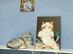 -喵的天空名猫咖啡馆·撸猫·猫舍·用品