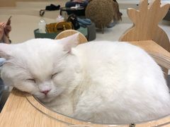 -飞行喵MR PILOT|猫舍·猫咖(静安大融城店)
