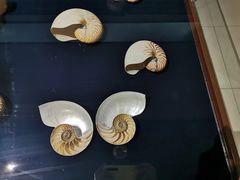 -青岛贝壳博物馆
