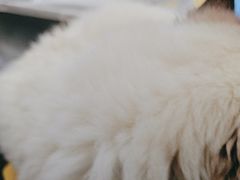-恒幸动物医院·急重症转诊中心·神经内外科·CT核磁
