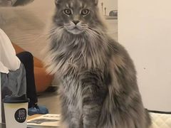 -卿云猫阁猫咖