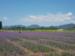 -北京东方普罗旺斯薰衣草庄园