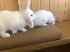 -猫猫幼稚园·撸猫·桌游·电玩