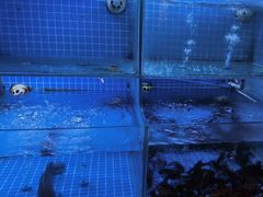 -胖子烧烤海鲜(亲贤北街店)