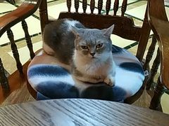 -猫色咖啡·猫咖