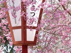 -醍醐寺