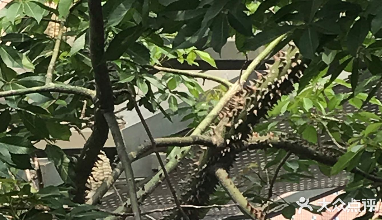 木棉花开 飞絮濛濛