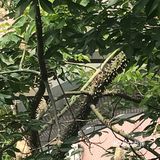 木棉花开 飞絮濛濛