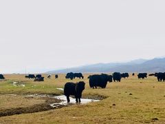 -祁连山草原