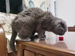 -宠福鑫康馨动物医院·骨科·眼科