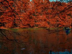 -上海海湾国家森林公园