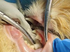 -关爱动物医院·心脏·中兽医·异宠(金牛路分院)