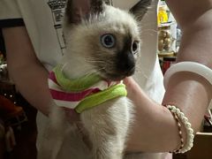 -爱侣宠医·鹦鹉专科·小型哺乳类·异宠专科(灵石路店)