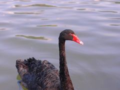 -五缘湾湿地公园
