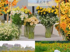 -郫都区农科村景区