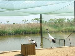 -盐城丹顶鹤湿地生态旅游区