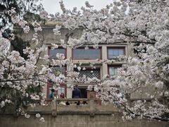 -武汉大学-樱园