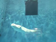 -芜湖新华联大白鲸海洋公园