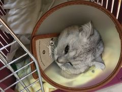-芭比堂动物医院·24小时·眼科中心(深圳中心)