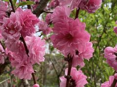 -南汇桃花村