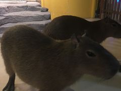 -萌宠奇缘