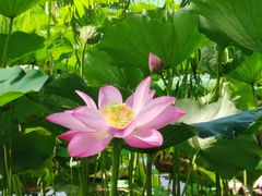 -莲花池公园
