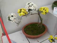 花展-西安世博园