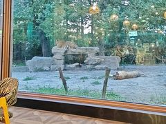 -上海野生动物园老虎餐厅