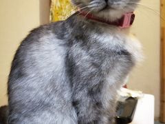 -猫色咖啡·猫咖