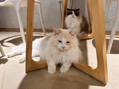 -藏猫猫咖啡主题馆(中央大道店)