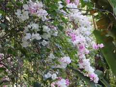 -深圳国际园林花卉博览园