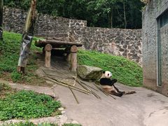-都江堰中华大熊猫苑
