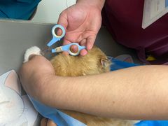 -纳吉亚猫专科动物诊疗中心(蒋宅口分院)