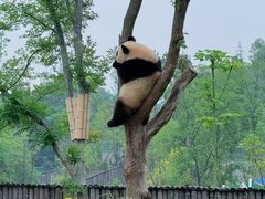 -成都东站