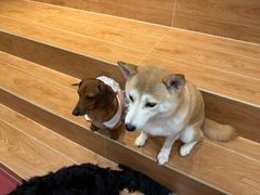 -和它·交个朋友·狗咖猫咖(爱琴海店)