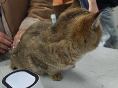 -瑞派宠物医院·24h·骨外科·皮肤科·全科宠物医疗转诊中心(沈阳浑南院)