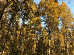 -黄海国家森林公园