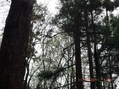 -天目山大树王景区