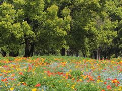 -上海共青森林公园