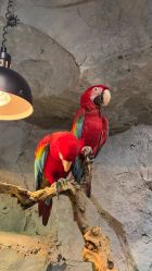 -Zoolung Zoolung动物主题公园(海信广场店)