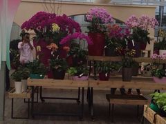 iphone_upload_pic-荷兰花海