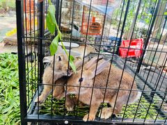 -马陆小张葡萄园农家乐