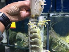 -蚝专家(北滘店)