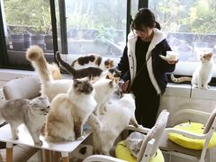 -喵的天空名猫咖啡馆·撸猫·猫舍·用品