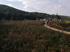 -龙寺生态园