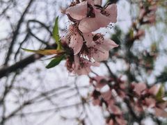 -杨柳青古镇