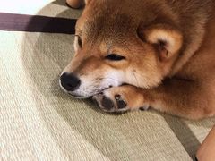 -逗柴咖啡屋·狗咖猫咖宠物桌游