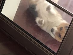 -海底捞火锅(青悦城店)