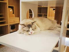 -猫域·湾主题猫咖·宠物吧(南坪城市广场店)